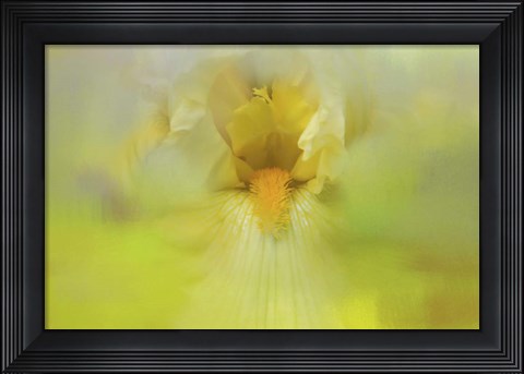 Framed Iris In Lime Print