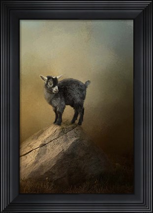 Framed Little Rock Climber Print