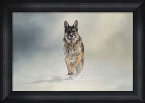 Framed Snow Day For The Shepherd Print