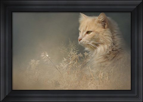 Framed At Dawn Print