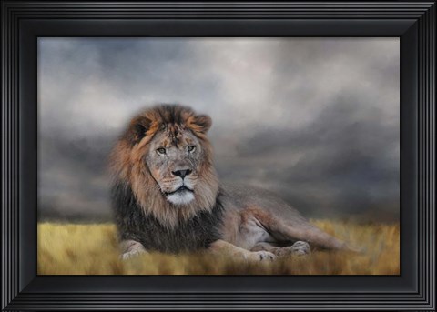 Framed Lion Waiting For The Storm Print