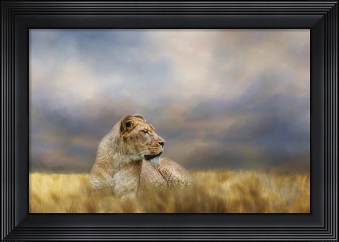 Framed Lioness After The Storm Print