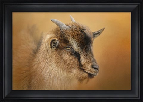 Framed Portrait Of A Nubian Dwarf Goat Print