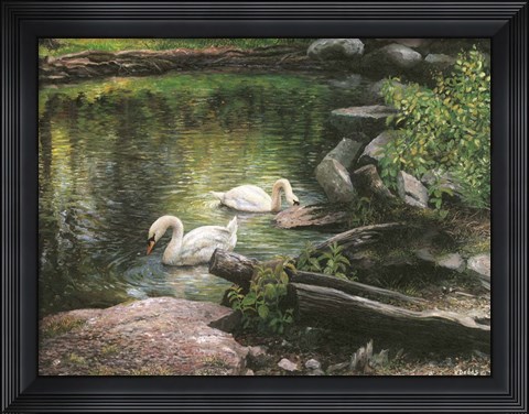 Framed Swan Song Print