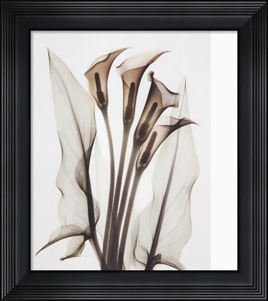 Framed Calla Print