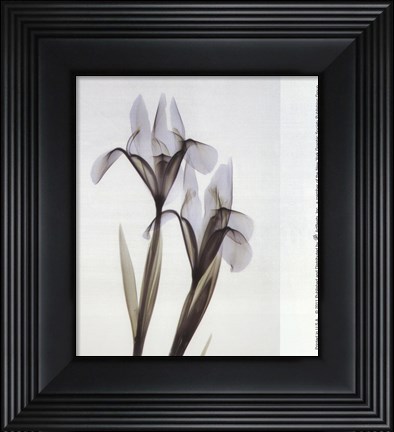 Framed Iris Duo Print