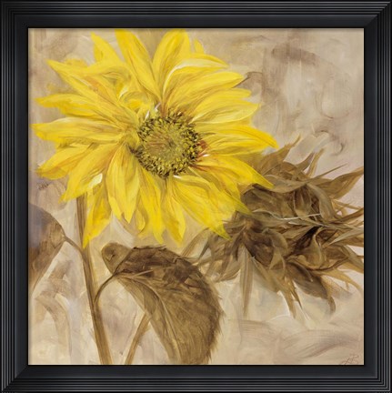 Framed Sunflower I Print