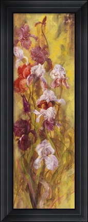 Framed Bearded Iris I Print