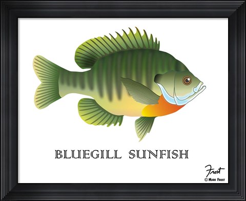 Framed Bluegill Sunfish Print