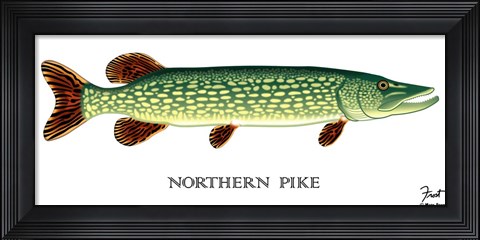 Framed Northern Pike Print