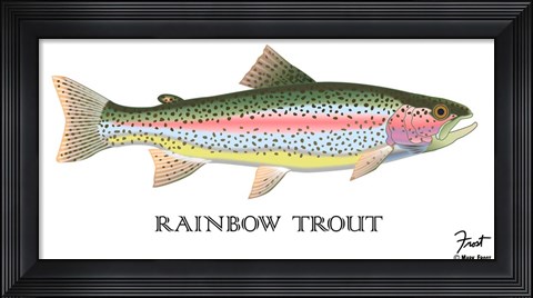 Framed Rainbow Trout Print