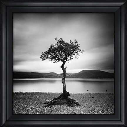 Framed Millarrochy Tree Print