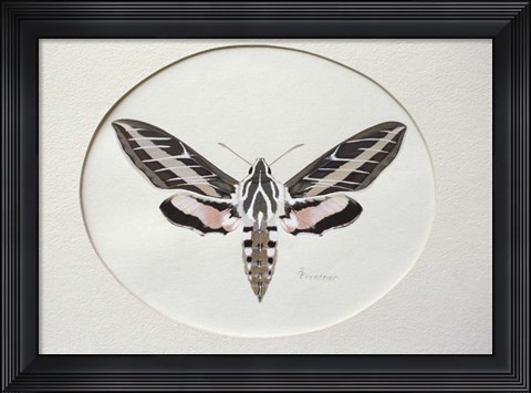 Framed Sphinx Print
