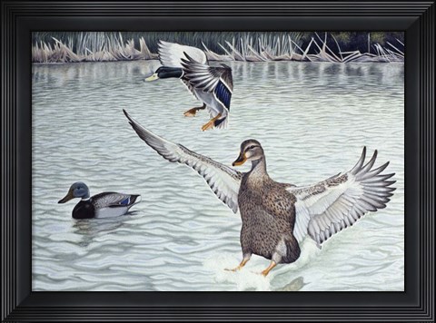 Framed Decoyed Ducks Print