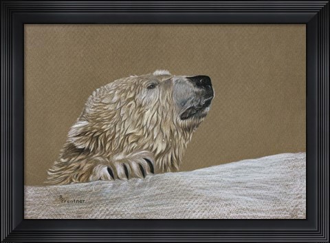 Framed Polar Bear Print