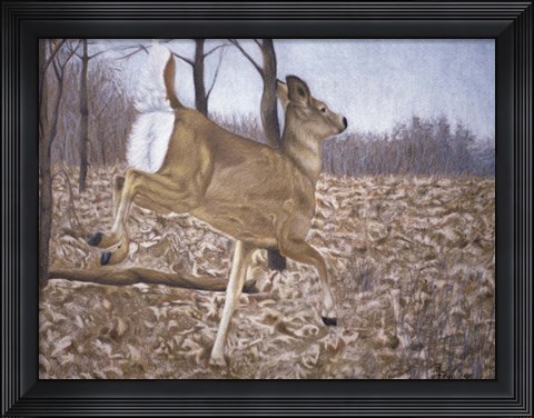Framed White-Tailed Deer Print