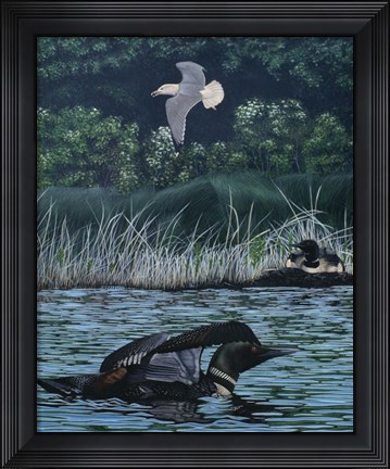 Framed Loon Threat Print