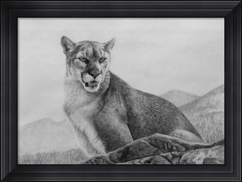 Framed Cougar Study Print