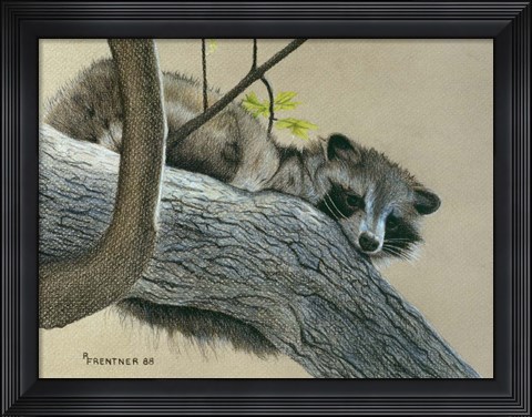 Framed Raccoon Print