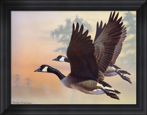 Framed Canada Geese Print