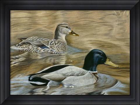 Framed Mallard Study Print