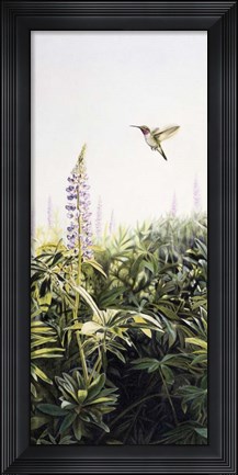 Framed Hummingbird 2 Print