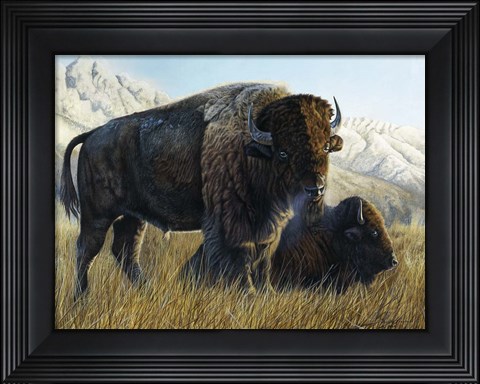 Framed Resting Buffalo Print