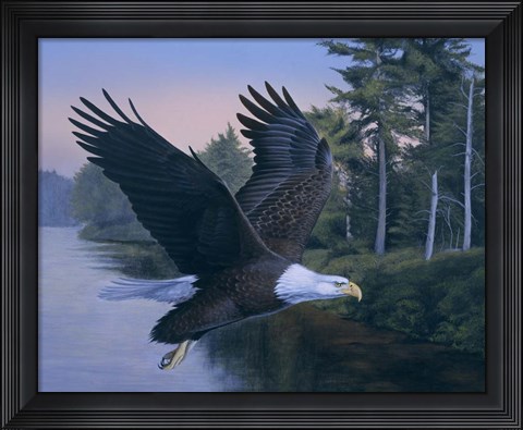 Framed Eagle Soaring Print