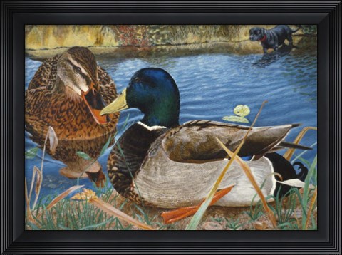 Framed Mallards Print