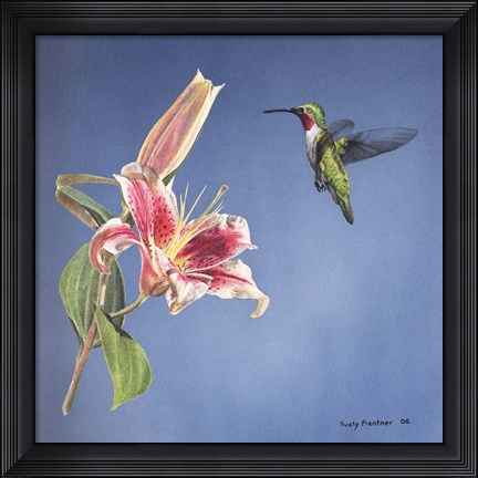 Framed Hummingbird And Lily Print