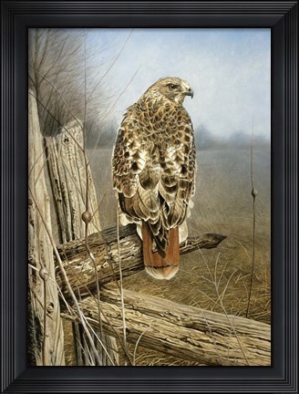Framed Red Tailed Hawk Print