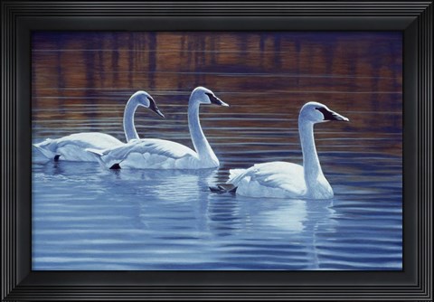 Framed Sea Of Tranquility Print