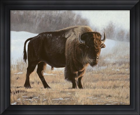 Framed Bison Print