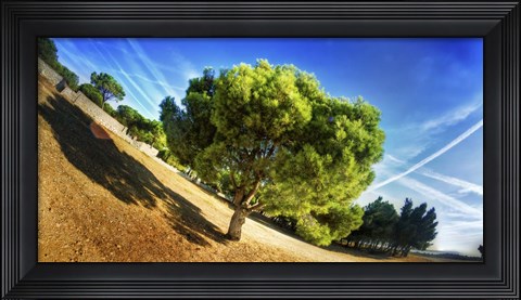 Framed Summer Tree Print