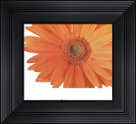 Framed Daisy In Bloom Print