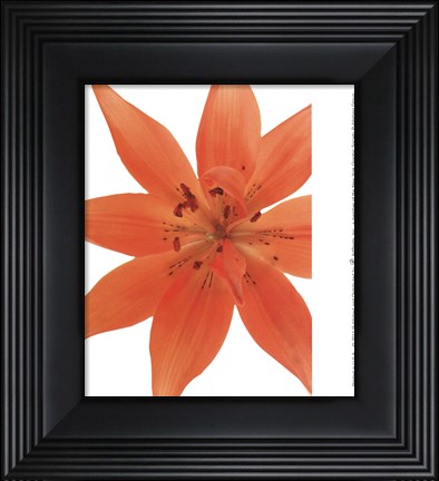 Framed Tiger Lily In Bloom Print