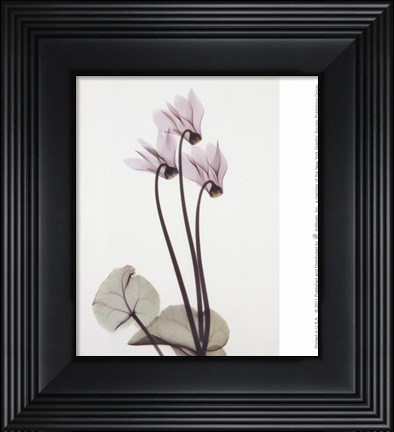 Framed Cyclamen Trio Print