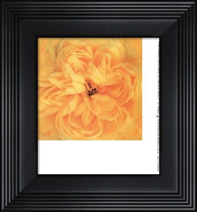 Framed Del Sol Print