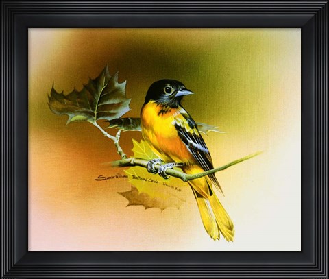 Framed Baltimore Oriole Print