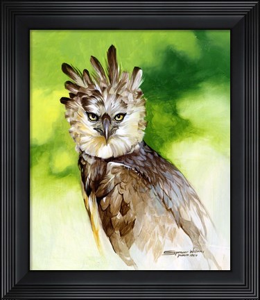 Framed Harpy Eagle Print