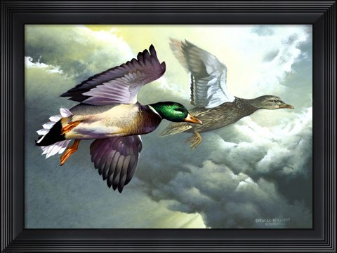 Framed Mallards In Flight Print