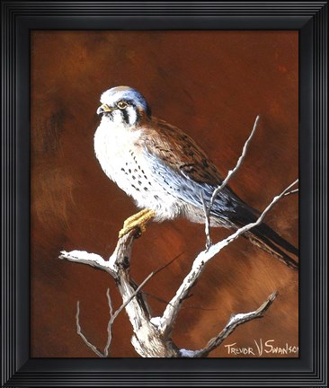 Framed Cold Wet Perch Print