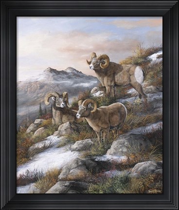 Framed High Country Kings Print