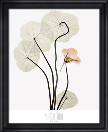Framed Nasturium Print
