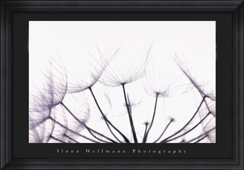 Framed Whispers Print