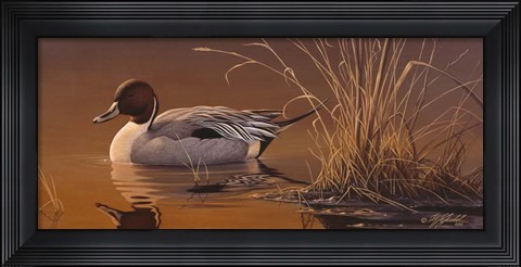 Framed Amber Light - Pintail Print