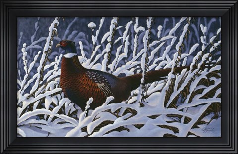 Framed Fresh Snow - Ringneck Pheasant Print