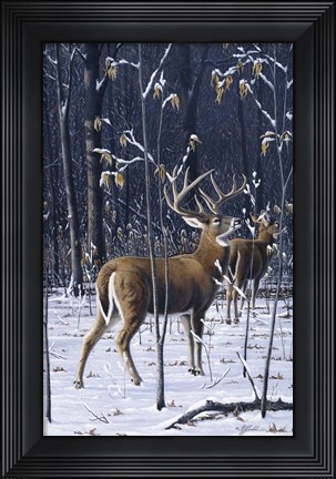 Framed Buck In His Prime Print