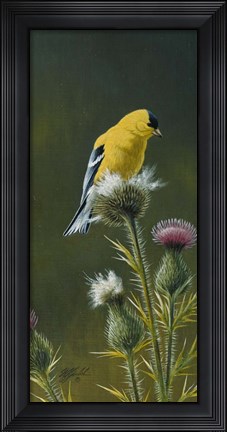 Framed Goldfinch On Thistle Print