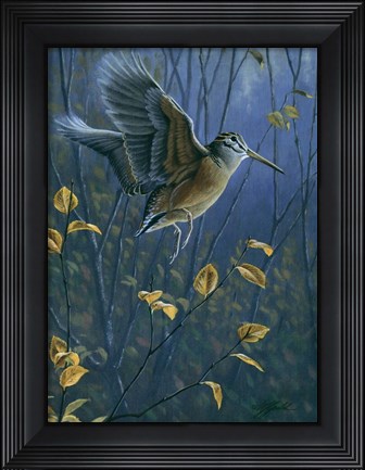Framed Woodcock On The Wing Print